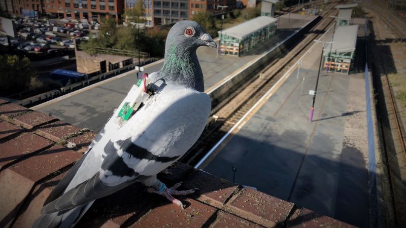 IP over Avian Carriers (IPoAC)